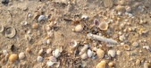 Enlarge photo 188