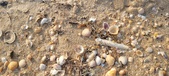 Enlarge photo 192