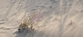Enlarge photo 218