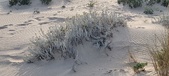 Enlarge photo 219