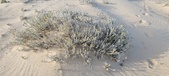 Enlarge photo 220