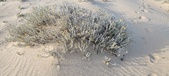 Enlarge photo 221