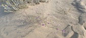 Enlarge photo 231