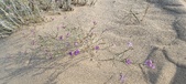 Enlarge photo 232