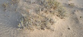 Enlarge photo 233