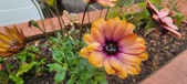 April Flowers