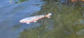 Enlarge photo 131