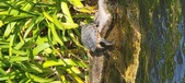 Enlarge photo 200