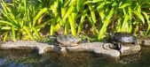 Enlarge photo 207
