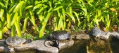 Enlarge photo 208