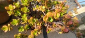 Enlarge photo 223