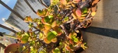 Enlarge photo 224