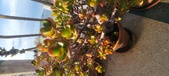 Enlarge photo 225