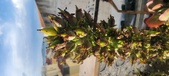Enlarge photo 228