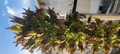 Enlarge photo 230
