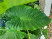 Enlarge photo 411