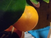Enlarge photo 154
