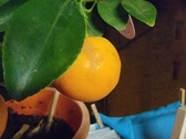 Enlarge photo 157