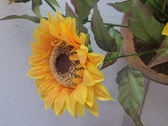 Enlarge photo 203
