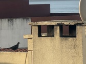 Enlarge photo 244