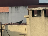 Enlarge photo 245