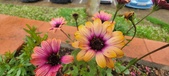 Enlarge photo 118