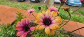 Enlarge photo 119