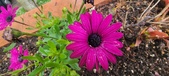Enlarge photo 121