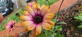 Enlarge photo 126