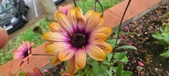 Enlarge photo 127