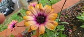 Enlarge photo 128