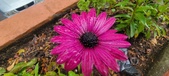 Enlarge photo 129