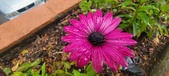 Enlarge photo 131