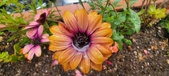 Enlarge photo 132