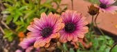 Enlarge photo 137