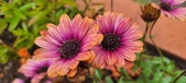 Enlarge photo 138
