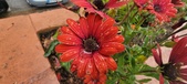 Enlarge photo 143
