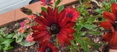 Enlarge photo 168