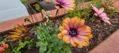 Enlarge photo 171