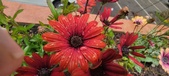 Enlarge photo 152