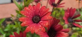 Enlarge photo 153