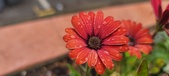 Enlarge photo 146