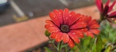 Enlarge photo 155