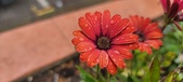 Enlarge photo 156