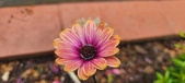Enlarge photo 160