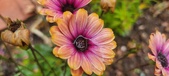 Enlarge photo 162