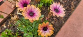 Enlarge photo 163