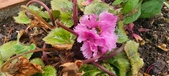 Enlarge photo 174