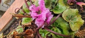 Enlarge photo 175