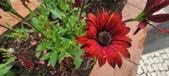 Enlarge photo 177